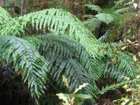 Albums/20060200-New Zealand 2006/20060207-South to Fox/27